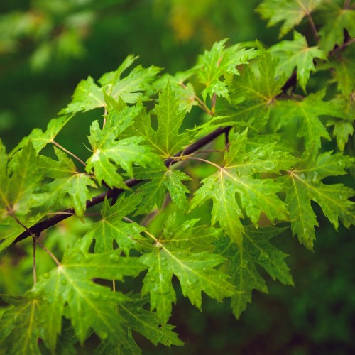 Sølvløn Laciniatum Wieri 100-125 cm. - Bundt med 10 stk. barrodsplanter - Acer saccharinum Laciniatum Wieri