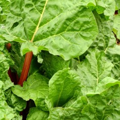 Rabarber / Rheum rhaponticum Victoria