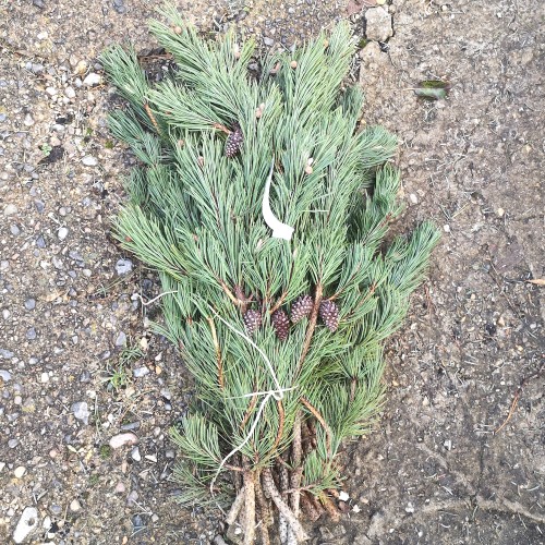 Bjergfyr Fyrtoppe 2 kg - Pyntegrønt