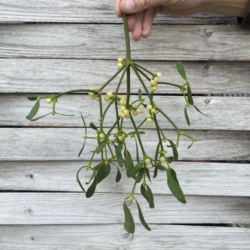 Mistelten - Pyntegrønt