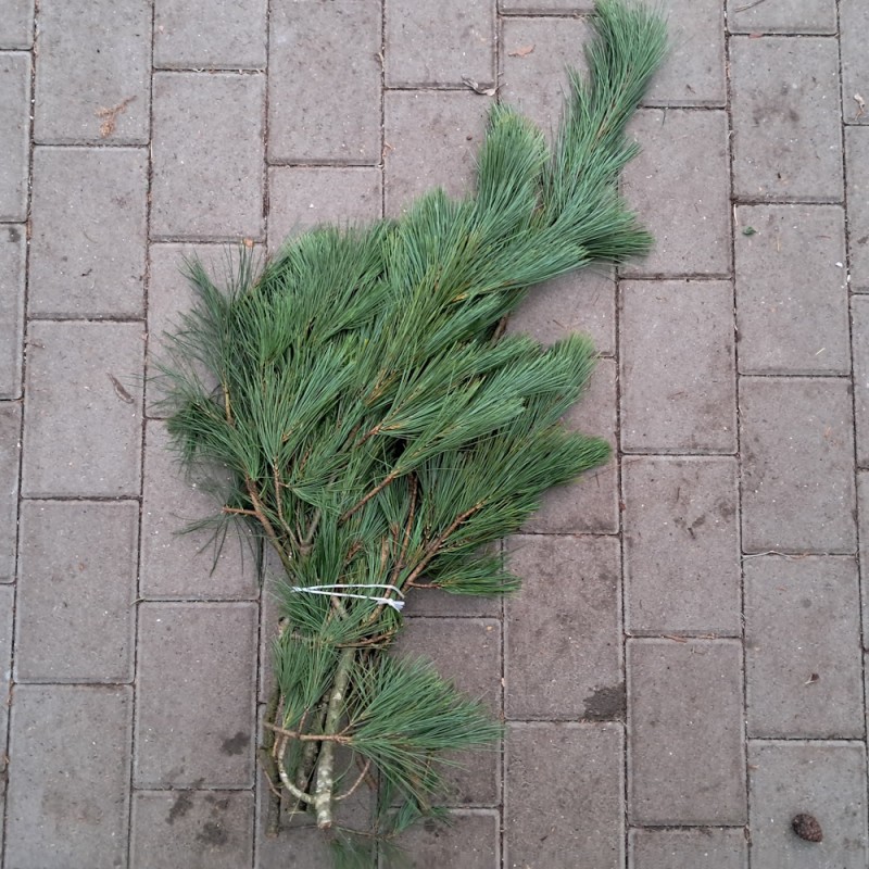 Silkefyr 1 kg. - Pyntegrønt