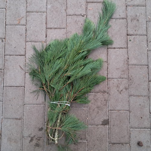 Silkefyr 1 kg. - Pyntegrønt