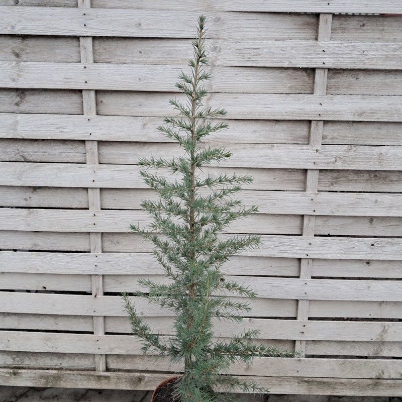 Libanonceder 60-80 cm. - Cedrus libani