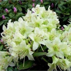 Dværg Rhododendron Shamrock