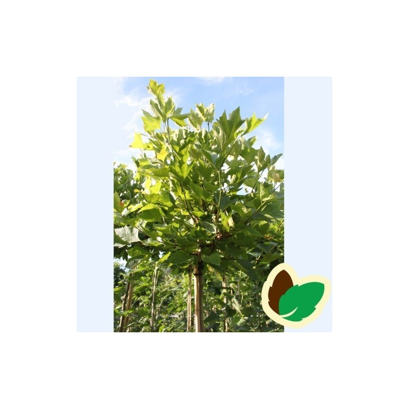 Platanus acerifolia Alphen Globe - Kugleplatan / Stamme højde 180 cm.