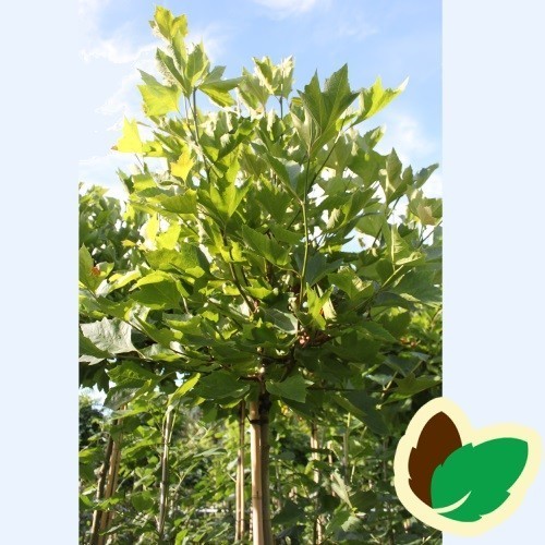 Platanus acerifolia Alphen Globe - Kugleplatan / Stamme højde 180 cm.