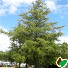 Alnus glutinosa Imperialis - Fligbladet Rødel / Træ 200-250 cm. i potte