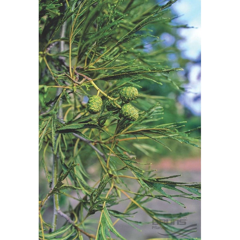 Alnus glutinosa Imperialis - Fligbladet Rødel / Træ 200-250 cm. i potte