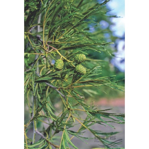Alnus glutinosa Imperialis - Fligbladet Rødel / Træ 200-250 cm. i potte