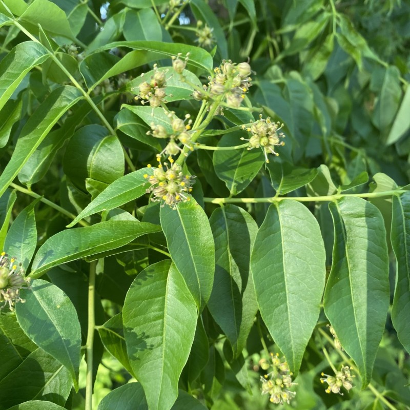 Amurkorktræ 150-175 cm. - Phellodendron amurense