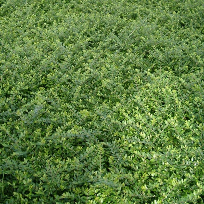 Myrte Gedeblad, Lonicera nitida Elegant