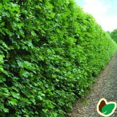 Navr 50-80 cm. - Bundt med 10 stk. barrodsplanter - Acer campestre