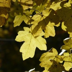 Navr 100-125 cm. - Bundt med 25 stk. barrodsplanter - Acer campestre