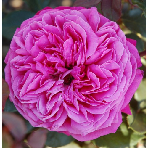 Rose Natalie Renaissance / Barrods