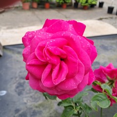 Rose Sønderskov (Cardiff) - Slotsrose / Barrods