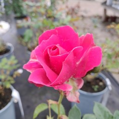 Rose Sønderskov (Cardiff) - Slotsrose / Barrods