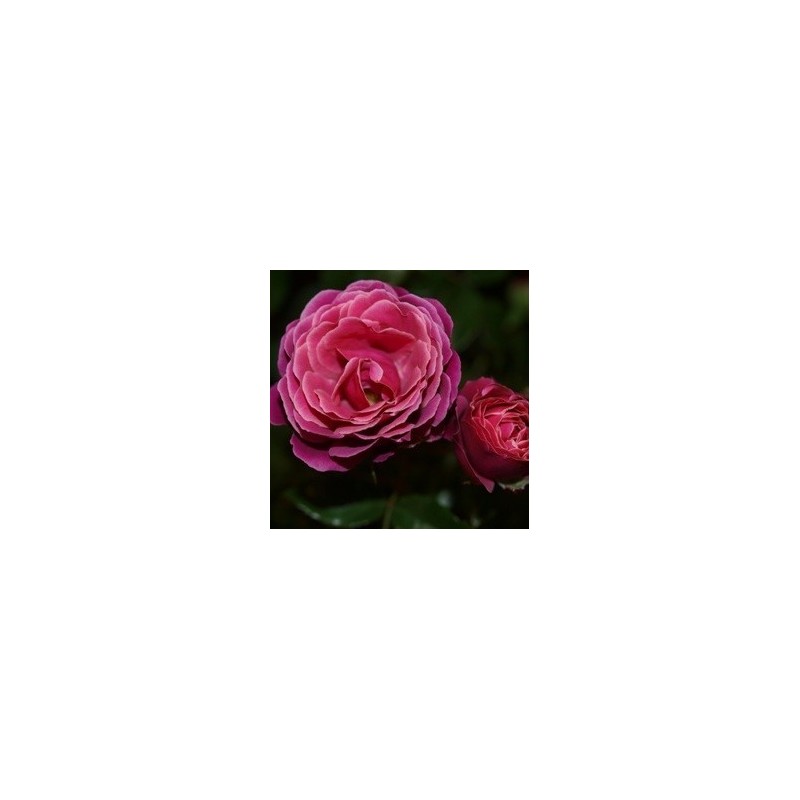 Rose Sønderskov - Slotsrose
