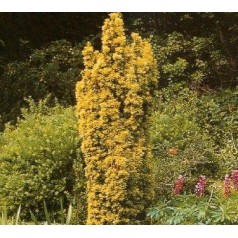 Taxus baccata Fastigiata Aurea - Gul Søjletaks / 30-40 cm. i potte.