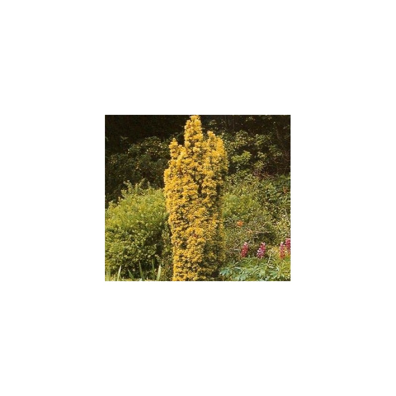 Taxus baccata Fastigiata Aurea - Gul Søjletaks / 30-40 cm. i potte.
