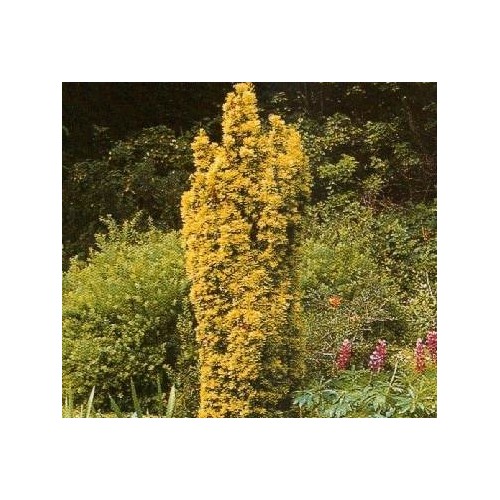 Taxus baccata Fastigiata Aurea - Gul Søjletaks / 30-40 cm. i potte.
