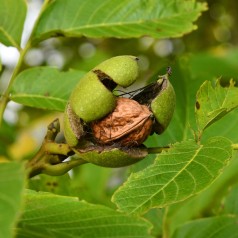 Valnød Broadview 250-275...