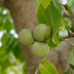 Valnød Buccaneer 125-150...