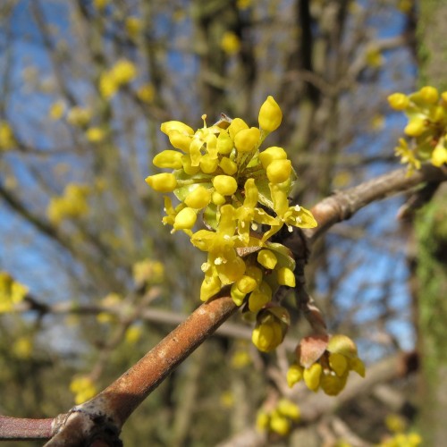 Kirsebærkornel 100-125 cm. - Bundt Med 10 Stk. Barrodsplanter - Cornus mas