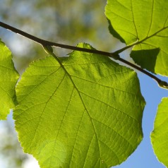 Hassel Corylus avellana