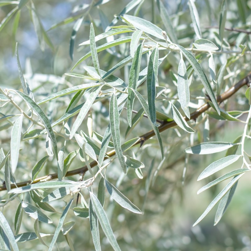Smalbladet sølvblad 100-125 cm. - Bundt Med 10 Stk. Barrodsplanter - Elaeagnus angustifolia