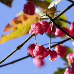 Almindelig Benved, Euonymus europaeus