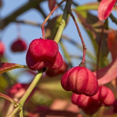 Almindelig Benved, Euonymus europaeus
