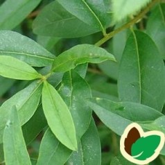 Ligustrum vulgare - Løvfældende Liguster / 10 stk. 50-80 cm. barrods - S