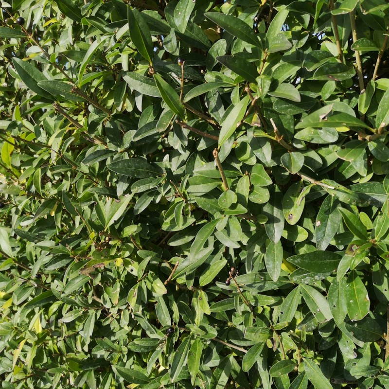 Almindelig Liguster 125-150 cm. - Bundt med 10 stk. barrodsplanter - Ligustrum vulgare