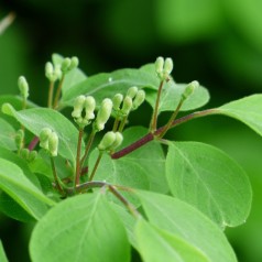 Dunet Gedeblad, Lonicera xylosteum