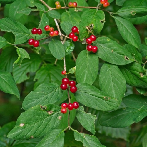 Dunet Gedeblad, Lonicera xylosteum