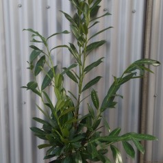 Laurbærkirsebær Caucasica 60-80 cm. - Bundt Med 10 Stk. Barrods hækplanter - Prunus laurocerasus Caucasica