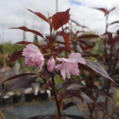 Rødbladet Japansk Kirsebær 120 cm. stamme - Bundt med 5 stk. barrodsplanter - Prunus serrulata Royal Burgundy