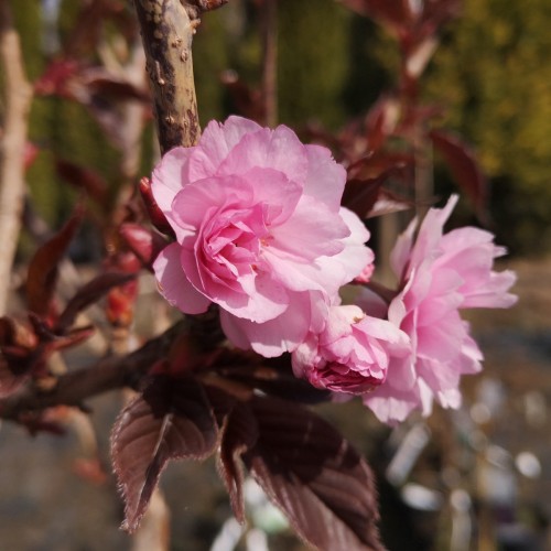 Rødbladet Japansk Kirsebær 120 cm. stamme - Bundt med 5 stk. barrodsplanter - Prunus serrulata Royal Burgundy