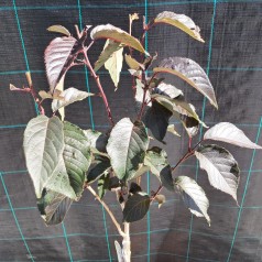 Rødbladet Japansk Kirsebær 120 cm. stamme - Bundt med 5 stk. barrodsplanter - Prunus serrulata Royal Burgundy