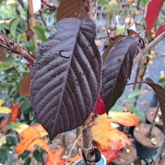 Rødbladet Japansk Kirsebær 120 cm. stamme - Bundt med 5 stk. barrodsplanter - Prunus serrulata Royal Burgundy