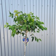 Oktoberkirsebær Rosea 120 cm. stamme - Bundt med 5 stk. barrodsplanter - Prunus subhirtella Autumnalis Rosea