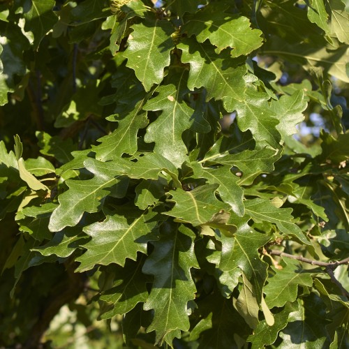 Tyrkisk Eg - Frynse Eg 100-125 cm. - Bundt med 10 stk. barrodsplanter - Quercus cerris