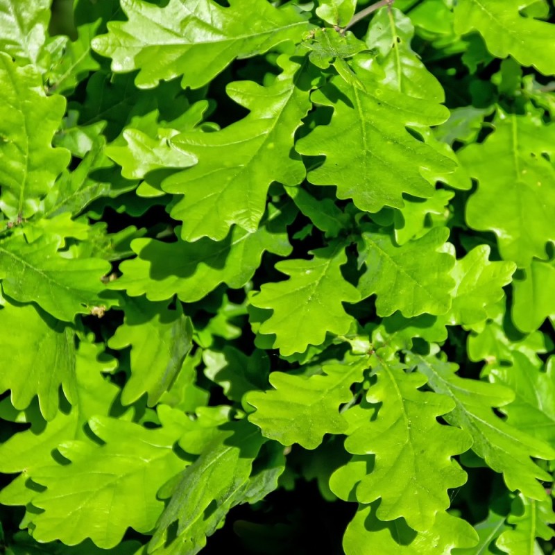 Vintereg 100-125 cm. - Bundt med 25 stk. barrodsplanter - Quercus petraea