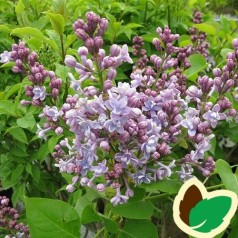 Syringa vulgaris Michel Buchner - Storblomstret Syren