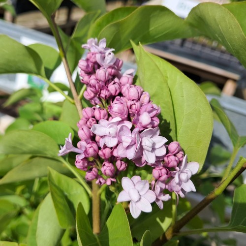 Storblomstret Syren Michel Buchner 40-60 cm.- Bundt med 25 stk. barrodsplanter - Syringa vulgaris Michel Buchner