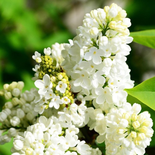 Storblomstret Syren Madame Florent Stepman 40-60 cm. - Bundt med 25 stk. barrodsplanter - Syringa vulgaris Mme Florent Stepman