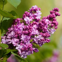 Storblomstret Syren Mrs...