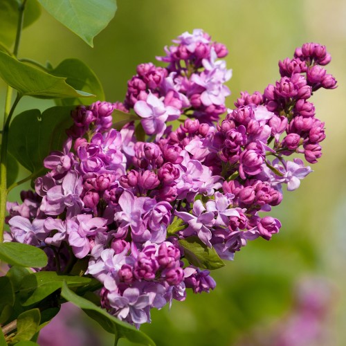 Storblomstret Syren Mrs Edward Harding 40-60 cm. - Bundt med 25 stk. barrodsplanter - Syringa vulgaris Mrs Edward Harding