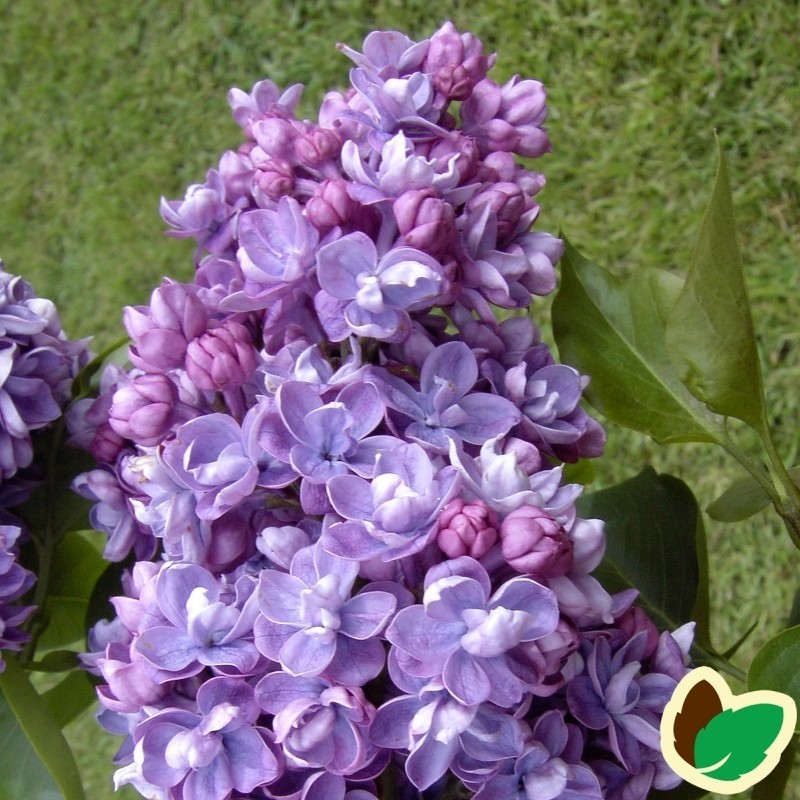 Syringa vulgaris Norrfjärden / Storblomstret Syren