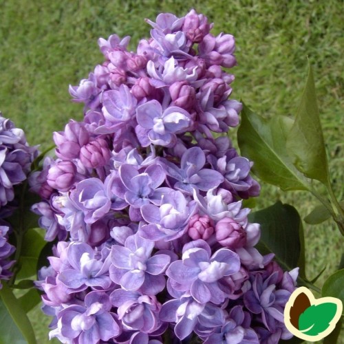 Syringa vulgaris Norrfjärden / Storblomstret Syren